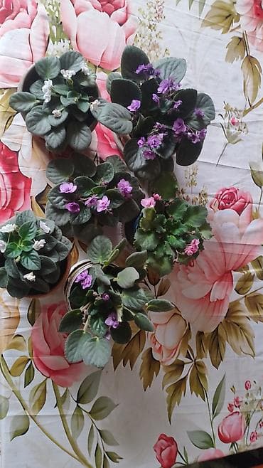молочай цветок: Комнатные фиалки (сенполии) в горшках цена за штуку 300 сом торг — 3