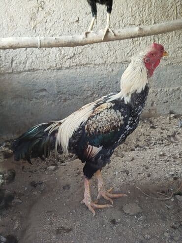 зоомагазин бишкек с животными: Продаю | Куры — 4