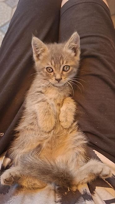 Отдадим котят в добрые руки. Мальчишки и девчонки. Возраст: 3 месяца at lalafo.kg Отдадим котят в добрые руки. Мальчишки и девчонки. Возраст: 3 месяца