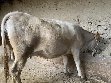 мышык сатам: Сатам | Уй (ургаачы) | Байланган — 1