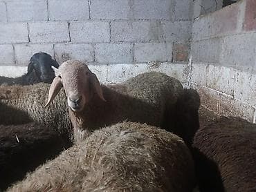 Баран, овца: Продаю | Овца (самка) | Для разведения — 2