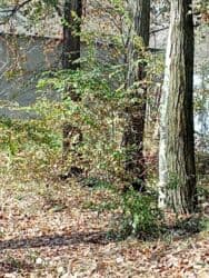 семена грецкого ореха: Дрова Карагач, Самовывоз — 6