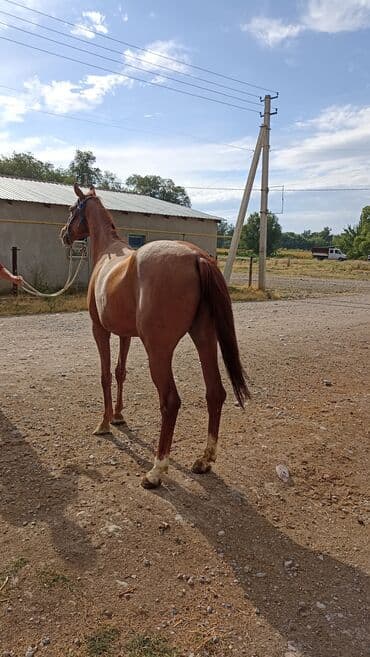 объявления о найденных собаках: Продаю | Кобыла (самка) — 8