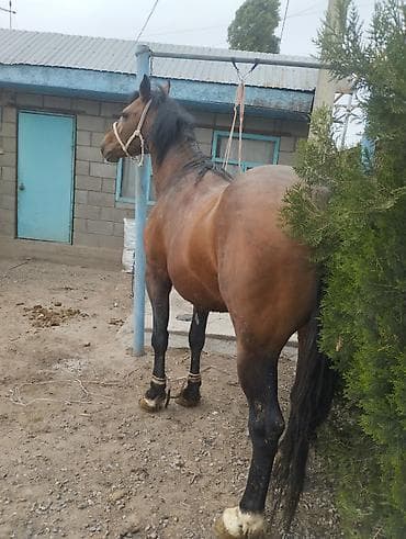 дешевые дачи: Семиз Айгырлар байталдар кунандар быштылар сатылат адрес Новопокровка — 3