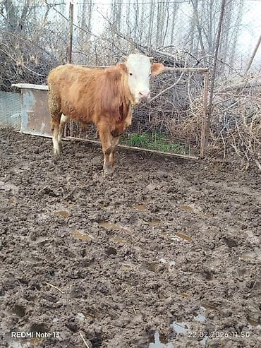 С/х животные и товары: Продаю | Бык (самец) | На откорм | Привязанные — 2