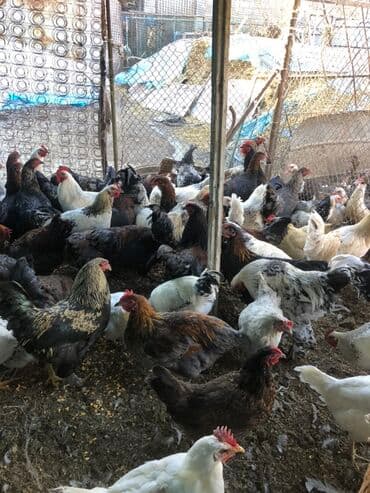 кролик декоративный: Продаю | Куры | Домашняя | Для разведения — 4