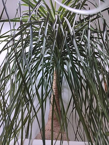 НОЛИНАБАКАРНЕЯ 2 метра в высоту шикарно украсит любой интерьер