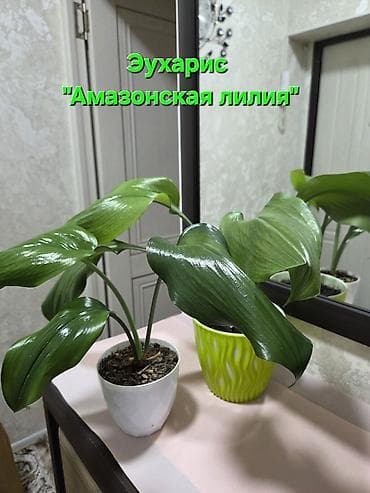 банановое дерево: Аглаонемы с красно‑розовой листовой окраской в горшках. Описание: - — 1