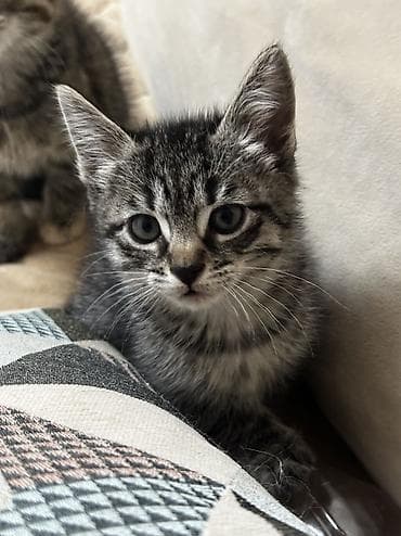 кошки манчкины: 2 месяца, Девочка, Приучена к лотку — 8