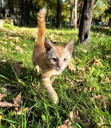 carters для мальчика: Кошка даром: Беспородная, 2 месяца, Мальчик, Приучена к лотку, Проглистована — 3