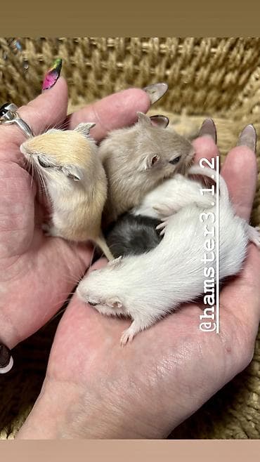 хомя: Продаются РУЧНЫЕ песчанки. От них НЕТ ЗАПАХА, как от хомячков и крыс — 3