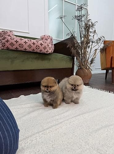 Продажа собак: Шпиц, 1 месяц, Самец, С прививкой, С родословной — 5