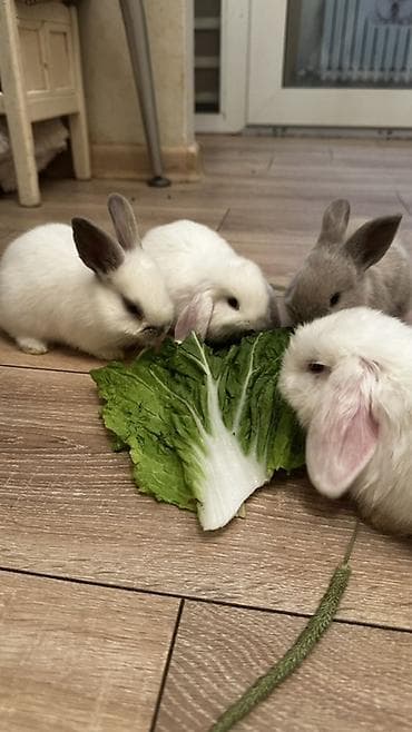 Декоративные кролики: Минилопы белые 1800, Львиноголовые 1200. Кролики декоративные — 2