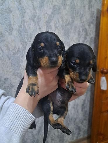 Щенки таксы ищут любящих хозяев, гладкошерстные, окрас черно-подпалый