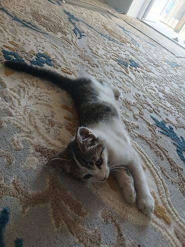 белый кошка: Котёнок в добрые руки. Милый домашний котёнок с бело-серым окрасом и — 2