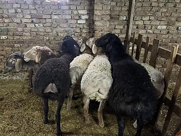 перепелки несушки: Продаю | Баран (самец) | Для разведения | Матка — 3