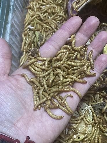 авган кой: Живой корм — мучной червь Описание: - Крупный активный червь — 1