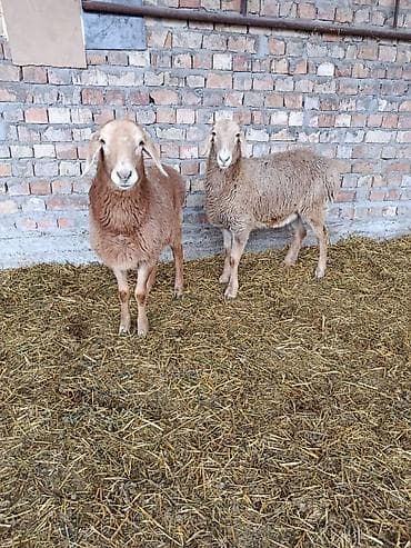 зоосалон грумира бишкек: Сатам | Козу | Арашан | Көбөйтүү үчүн | Ургаачы — 6