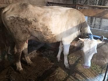 порода карова: Продаю | Корова (самка) | Для молока | Привязанные — 2