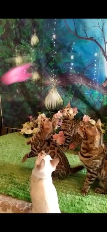 отдам котят в добрые руки бишкек: Бенгальская, 2 месяца, Мальчик — 7