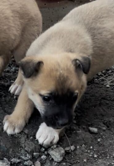 где продают собак: 1 месяц, Самец — 5