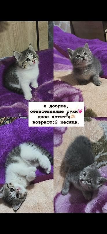 2 месяца, Девочка