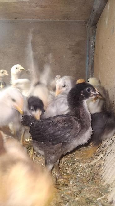 Индюки: Продаю | Цыплята — 5