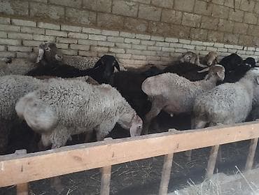 продам курей: Продаю | Баран (самец) | На забой — 2