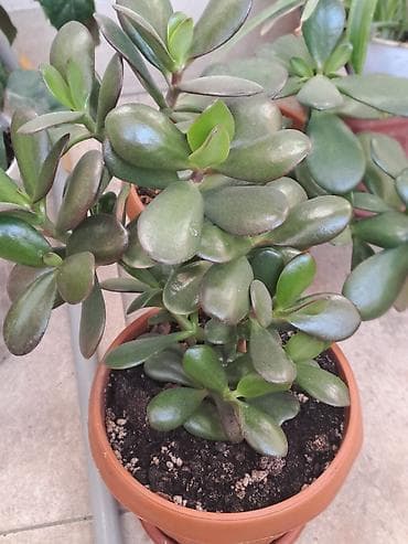 Крассула овата (денежное дерево) в горшке - Компактный куст с плотной