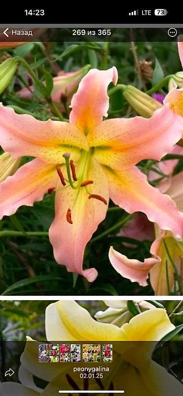 паучья лилия: Луковицы Лилий 15 лучших сортов трубчатых, махровых с различными — 3