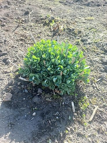 для пчёлы: Очиток (Седум) крупный, декоративный многолетник - Сортовая группа — 6