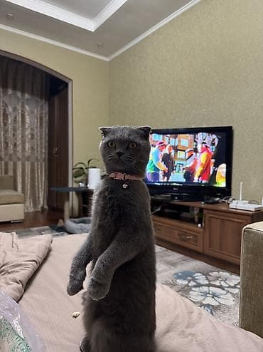 Кошки: Скотиш Фолд (Шотландская вислоухая), 2 года, Девочка, С прививками — 2
