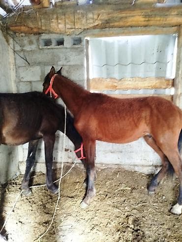 Животные: Продаю | Жеребец | Рабочий — 2