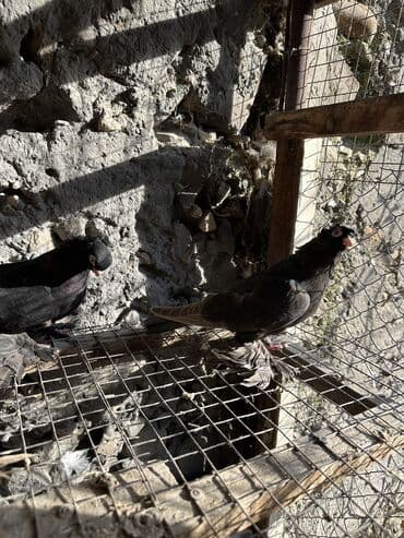 вольеры для собак бу: Продаю голубей!!!! На фото представлены голуби разных пород. Цены на — 34