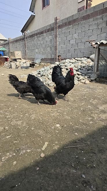 нисушки куры: Продаю | Куры | Для разведения — 4