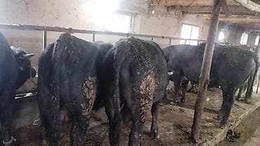 куры нешушки: Продаю | Бык (самец) | На откорм | Племенные — 5