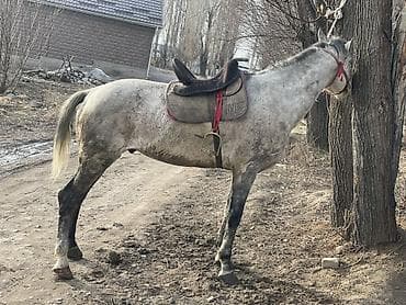 Другие животные: Продаю | Конь (самец), Жеребец | Полукровка | Для разведения, Рабочий, Конный спорт | Племенные, Осеменитель — 3