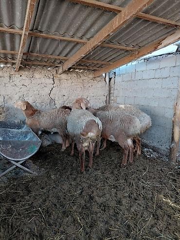 Үй жаныбарлары: Сатам | Кочкор (эркек) — 5