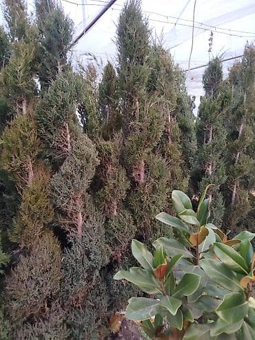 можевельники: Саженцы деревьев: Можжевельники (Арча) — 3