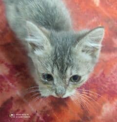 carters для мальчика: Кошка даром: Беспородная, 1 месяц, Мальчик, Приучена к лотку — 10