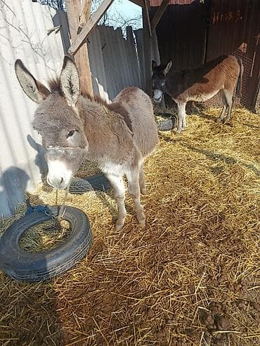 Ослы (пара) Описание:годеолек энеси сатылат.даарылыка сааса болот