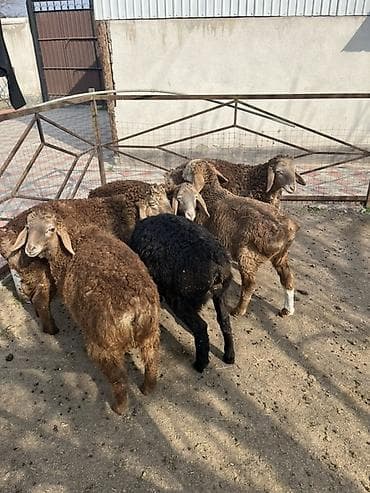 щенки шпица: Продаю | Ягненок | Для разведения — 5