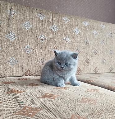 рыжая сибирская кошка: Последний котенок остался!!! Шотландский питомник — 6