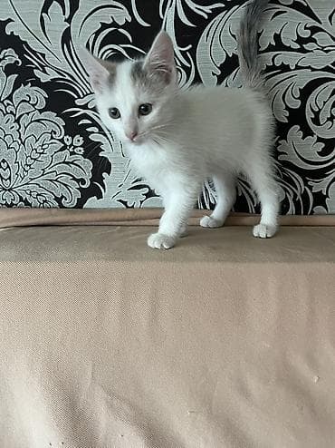 белые котята: 2 месяца, Девочка, Приучена к лотку — 2