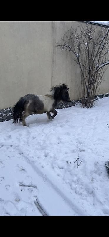 детская лошадь: Продаю | Конь (самец), Жеребец | Для разведения, Рабочий, Конный спорт | Племенные, Осеменитель — 2