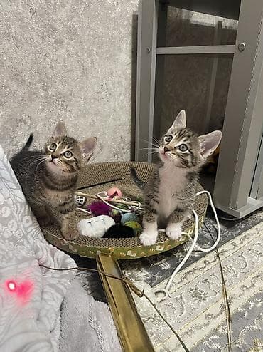 Кошки: Кошка даром: Беспородная, 2 месяца, Мальчик, Приучена к лотку — 5