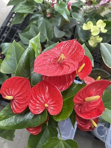 Дом и сад: Антуриум (Anthurium andreanum) с крупными ярко‑красными прицветниками — 3
