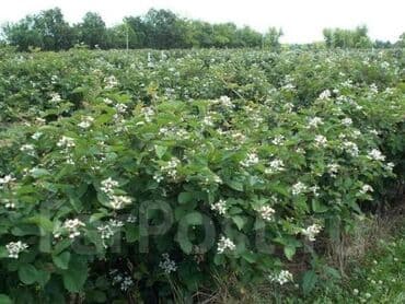 купить удобрение: Кара бүлдүркөн Дүңүнөн, Акысыз жеткирүү, Өзү алып кетүү — 5