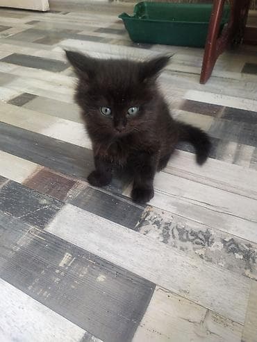 киска купить: Пушистые котята, мальчики, ищут добрых и заботливых хозяев. Им по 2 — 2