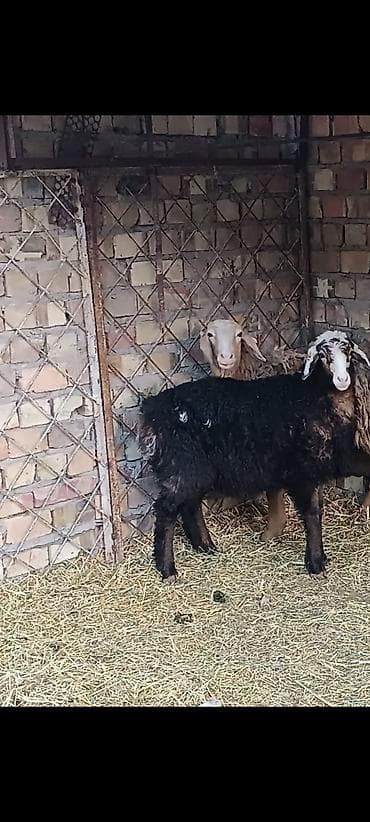 курица несушки: Продаю | Овца (самка) | Для разведения — 3